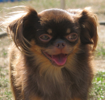 Gizmo