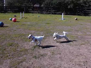 Dogs Running