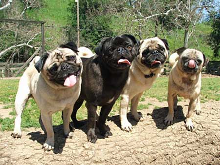 All the Pugs