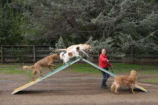 Group Agility