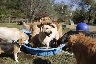 Pile of Dogs in Pool