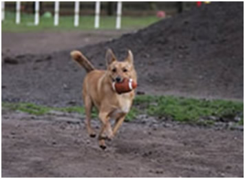 Little Dogs Need Fun Too!