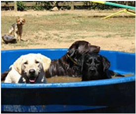 Three Labs