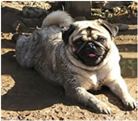 Pete Needs a Bath