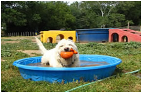 Koda in the Pool