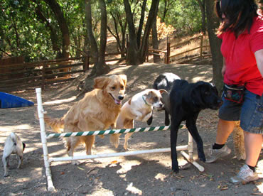Three Dogs Do Agility